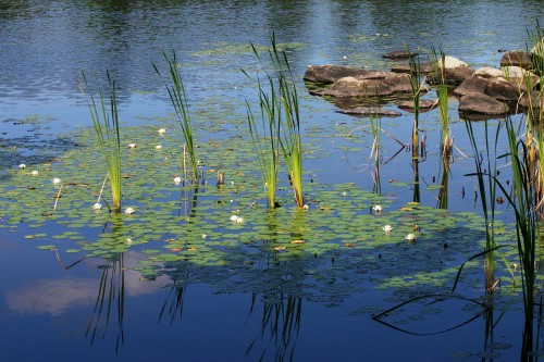 Reeds and water lilies