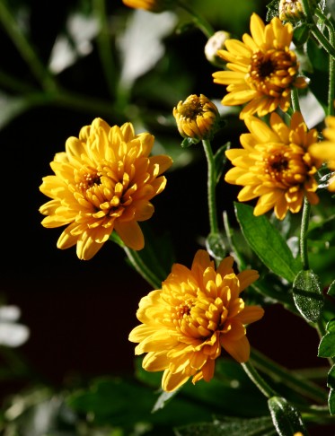 Ann's fall mums